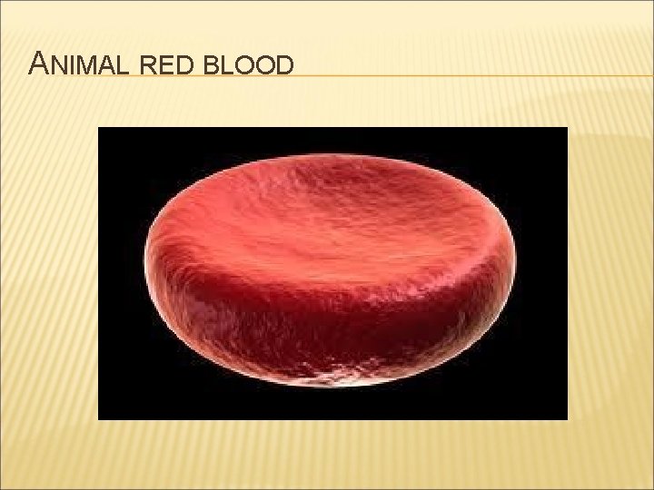 ANIMAL RED BLOOD 