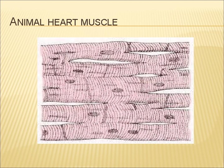 ANIMAL HEART MUSCLE 