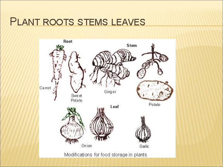 PLANT ROOTS STEMS LEAVES 