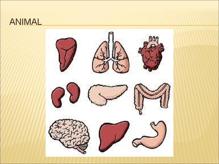 ANIMAL 