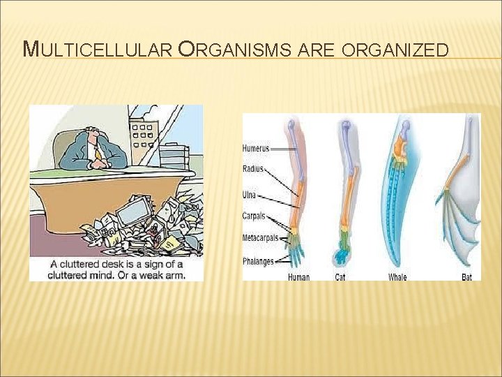 MULTICELLULAR ORGANISMS ARE ORGANIZED 