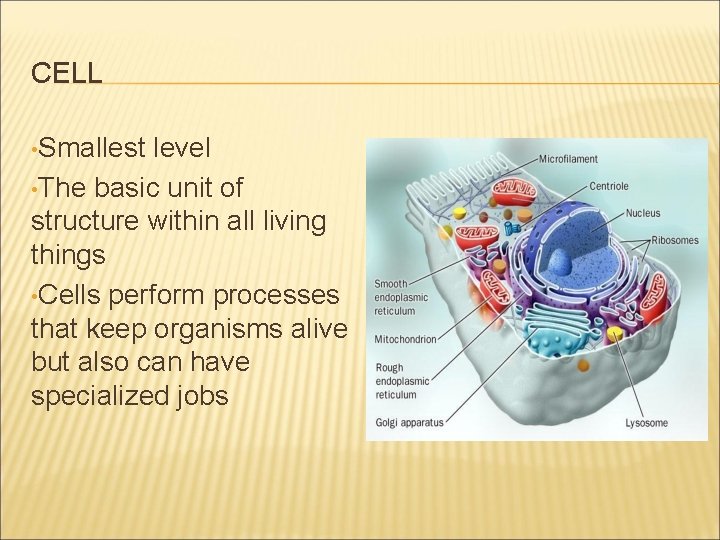 CELL • Smallest level • The basic unit of structure within all living things