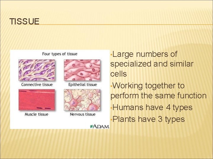 TISSUE • Large numbers of specialized and similar cells • Working together to perform