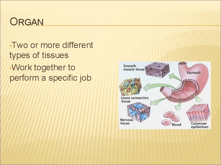 ORGAN • Two or more different types of tissues • Work together to perform