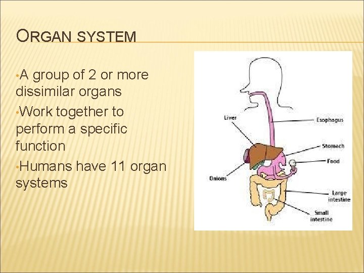 ORGAN SYSTEM • A group of 2 or more dissimilar organs • Work together