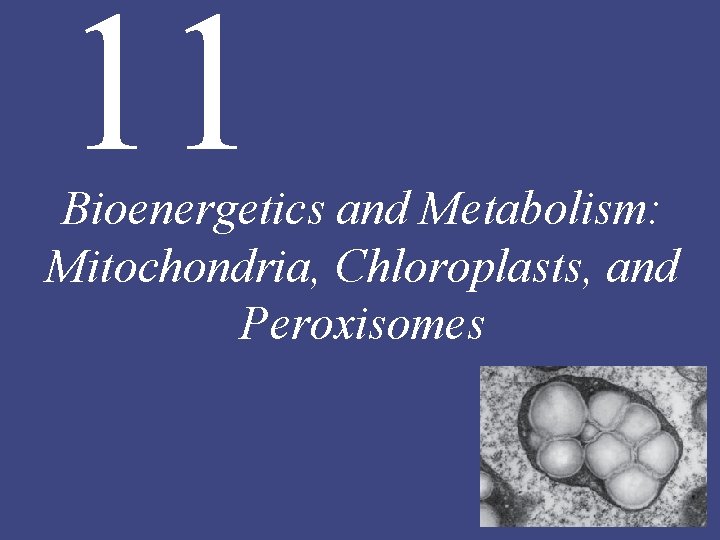 11 Bioenergetics and Metabolism: Mitochondria, Chloroplasts, and Peroxisomes 