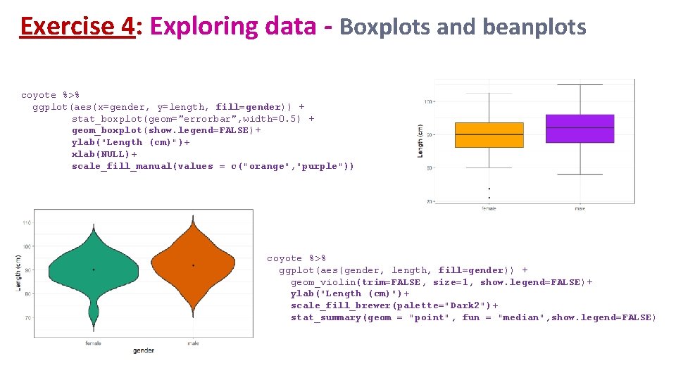 Exercise 4: Exploring data - Boxplots and beanplots coyote %>% ggplot(aes(x=gender, y=length, fill=gender)) +