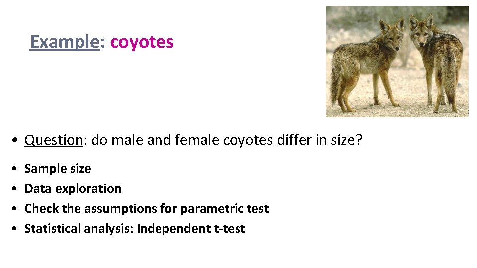 Example: coyotes • Question: do male and female coyotes differ in size? • •