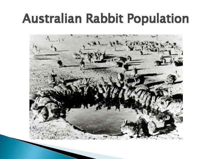 Australian Rabbit Population 