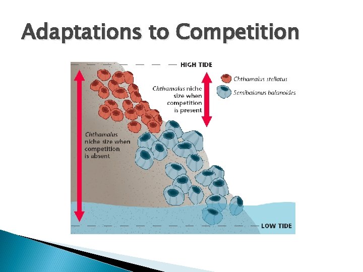 Adaptations to Competition 