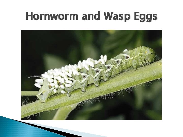 Hornworm and Wasp Eggs 