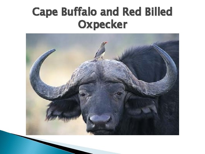 Cape Buffalo and Red Billed Oxpecker 