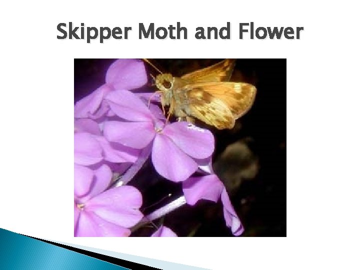 Skipper Moth and Flower 