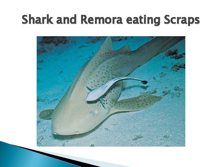 Shark and Remora eating Scraps 