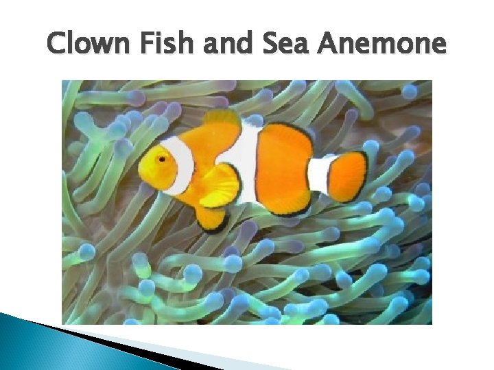 Clown Fish and Sea Anemone 