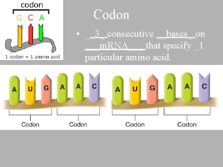 Codon • __3_ consecutive __bases_ on ___m. RNA___ that specify _1 particular amino acid.