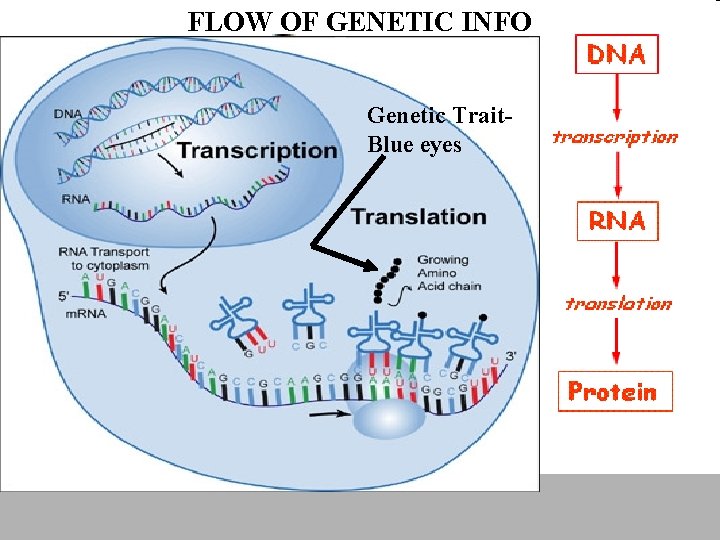 FLOW OF GENETIC INFO Genetic Trait. Blue eyes 