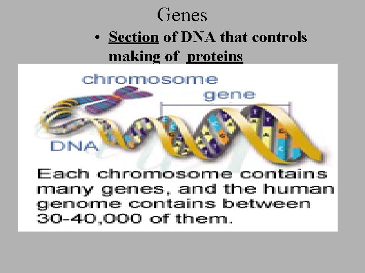 Genes • Section of DNA that controls making of proteins 