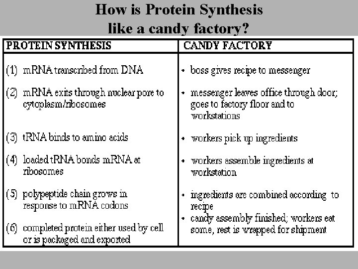 How is Protein Synthesis like a candy factory? 