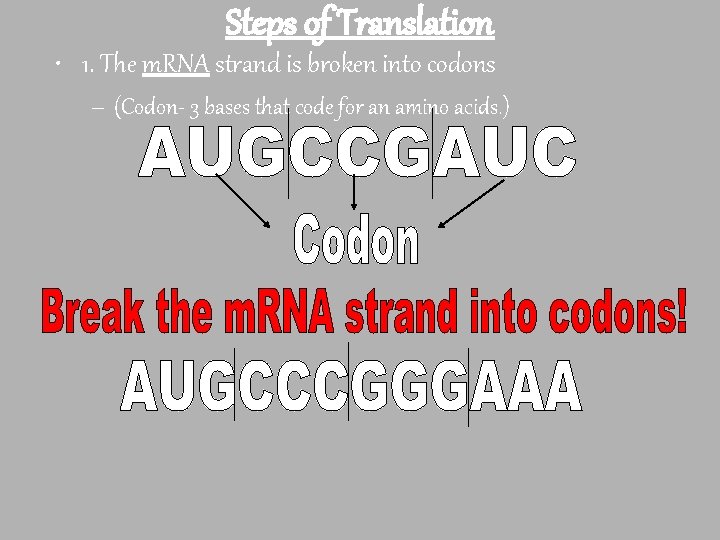 Steps of Translation • 1. The m. RNA strand is broken into codons –