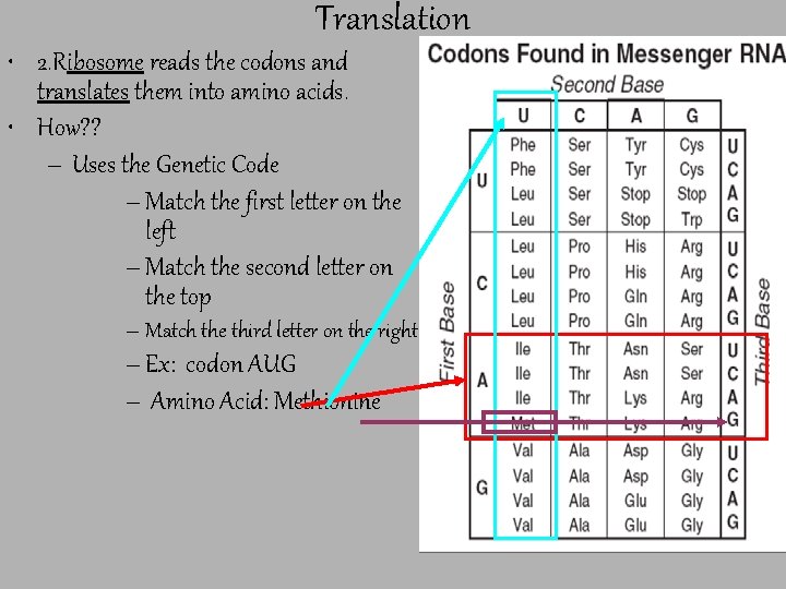 Translation • 2. Ribosome reads the codons and translates them into amino acids. •