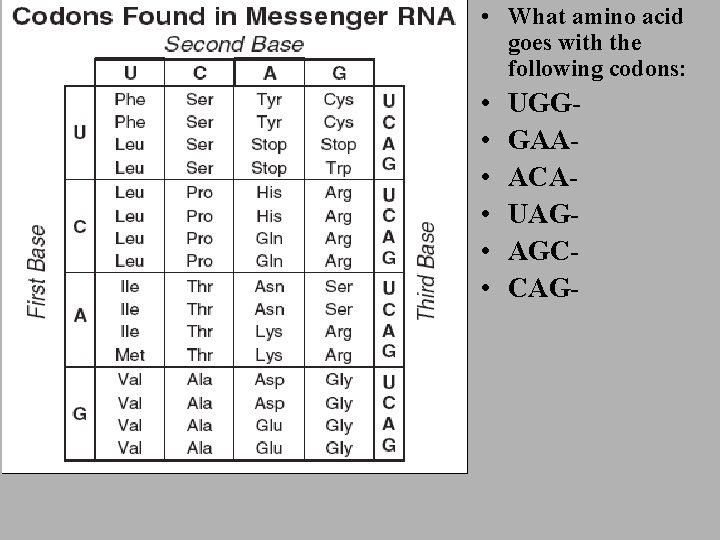  • What amino acid goes with the following codons: • • • UGGGAAACAUAGAGCCAG-