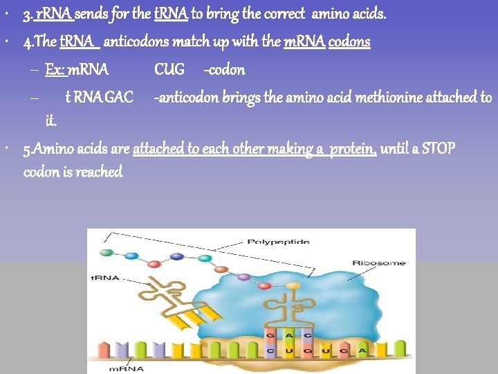  • 3. r. RNA sends for the t. RNA to bring the correct