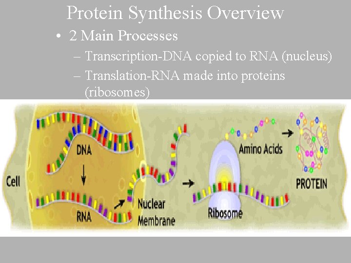 Protein Synthesis Overview • 2 Main Processes – Transcription-DNA copied to RNA (nucleus) –
