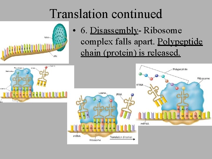 Translation continued • 6. Disassembly- Ribosome complex falls apart. Polypeptide chain (protein) is released.