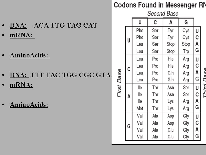  • DNA: ACA TTG TAG CAT • m. RNA: • Amino. Acids: •