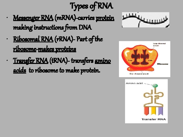 Types of RNA • Messenger RNA (m. RNA)-carries protein making instructions from DNA •