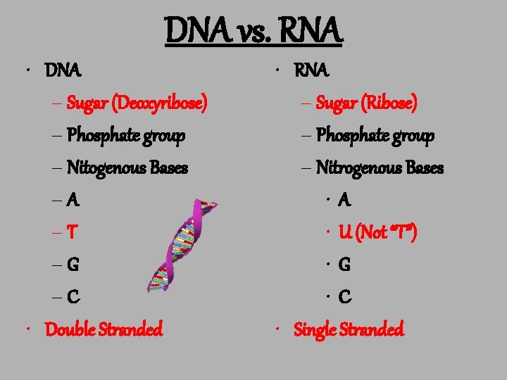 DNA vs. RNA • DNA – Sugar (Deoxyribose) – Phosphate group – Nitogenous Bases