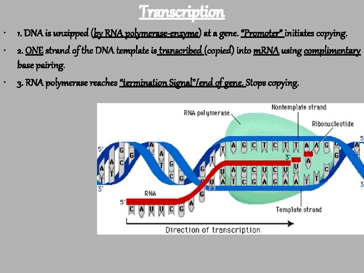Transcription • 1. DNA is unzipped (by RNA polymerase-enzyme) at a gene. “Promoter” initiates