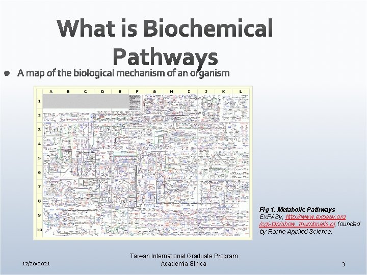 Fig 1. Metabolic Pathways Ex. PASy, http: //www. expasy. org /cgi-bin/show_thumbnails. pl, founded by