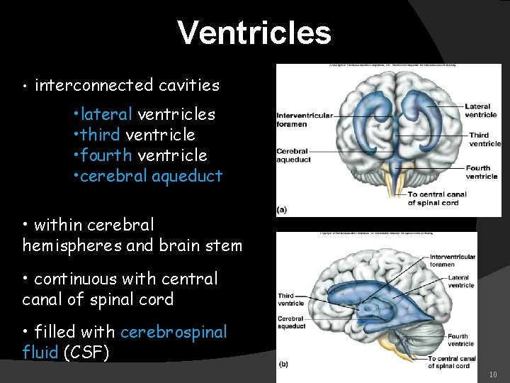 Ventricles • interconnected cavities • lateral ventricles • third ventricle • fourth ventricle •