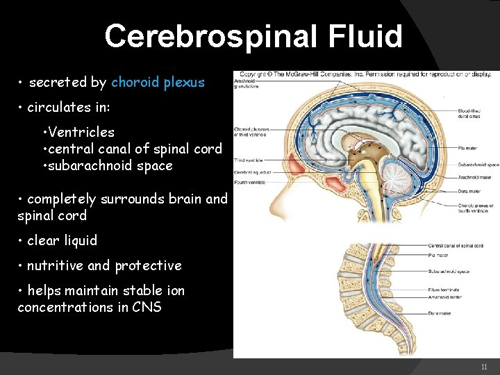 Cerebrospinal Fluid • secreted by choroid plexus • circulates in: • Ventricles • central