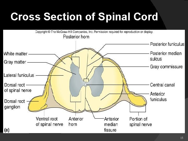 Cross Section of Spinal Cord 15 