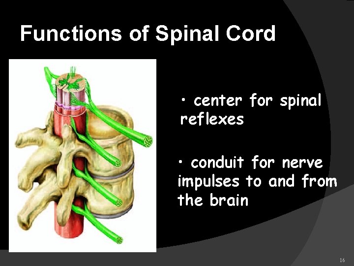 Functions of Spinal Cord • center for spinal reflexes • conduit for nerve impulses