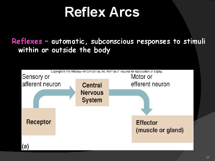 Reflex Arcs Reflexes – automatic, subconscious responses to stimuli within or outside the body