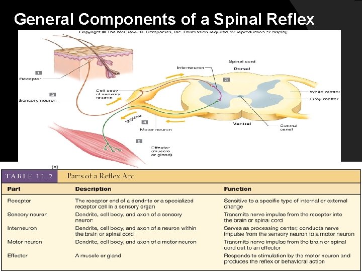 General Components of a Spinal Reflex 18 