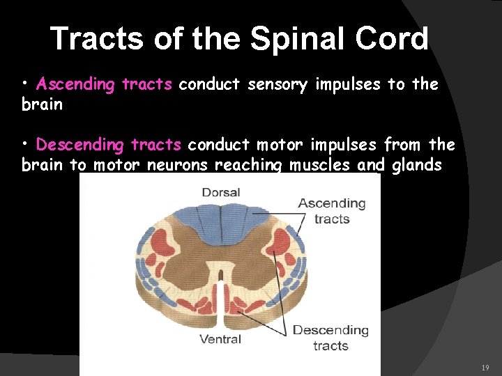 Tracts of the Spinal Cord • Ascending tracts conduct sensory impulses to the brain