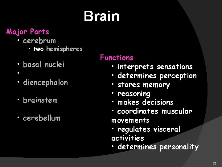 Brain Major Parts • cerebrum • two hemispheres • basal nuclei • • diencephalon