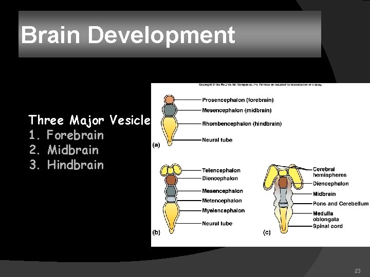 Brain Development Three Major Vesicles 1. Forebrain 2. Midbrain 3. Hindbrain 23 