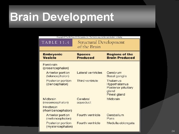 Brain Development 24 