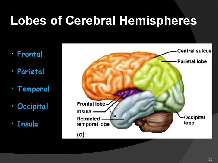 Lobes of Cerebral Hemispheres • Frontal • Parietal • Temporal • Occipital • Insula