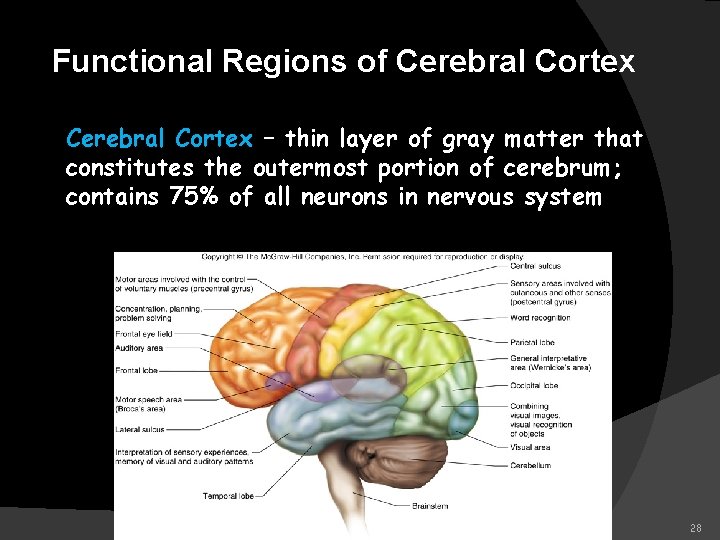 Functional Regions of Cerebral Cortex – thin layer of gray matter that constitutes the