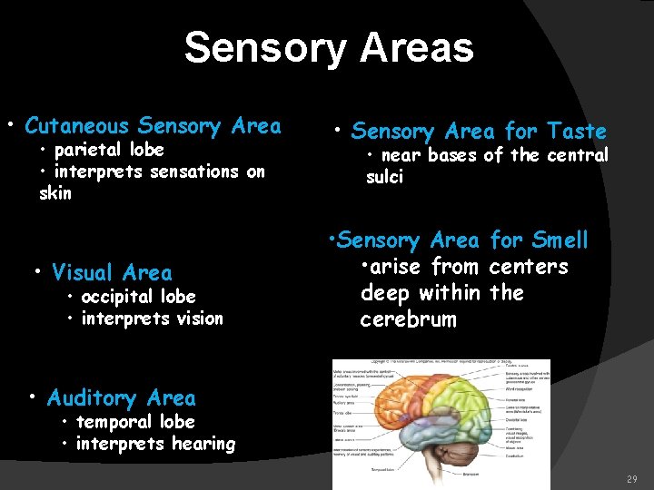 Sensory Areas • Cutaneous Sensory Area • parietal lobe • interprets sensations on skin