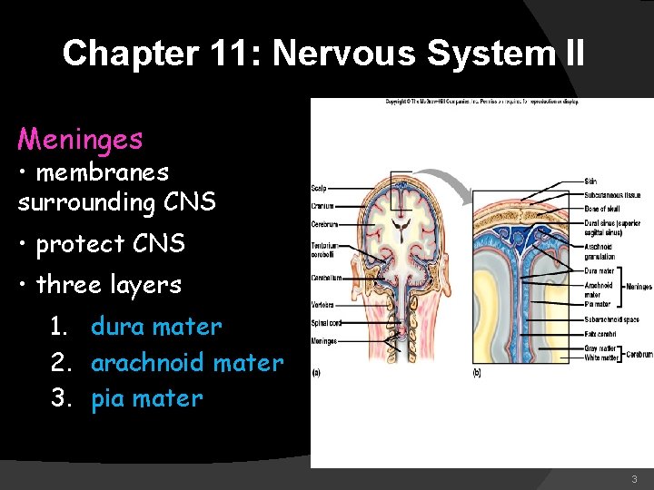 Chapter 11: Nervous System II Meninges • membranes surrounding CNS • protect CNS •