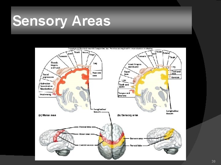 Sensory Areas 30 