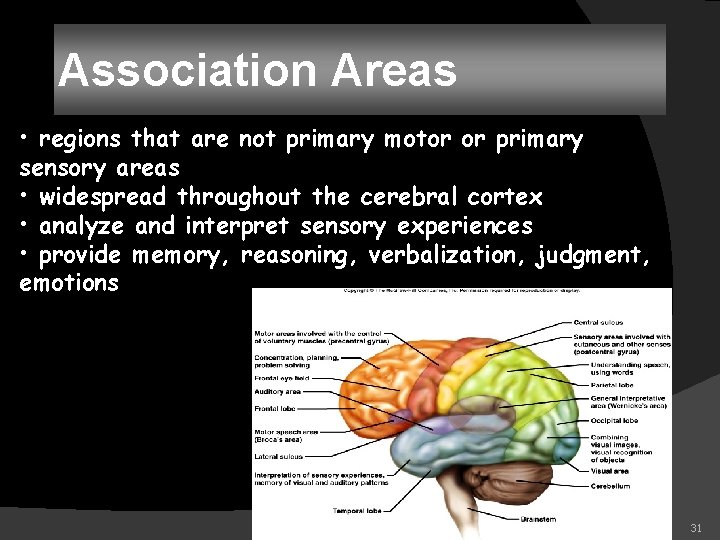 Association Areas • regions that are not primary motor or primary sensory areas •